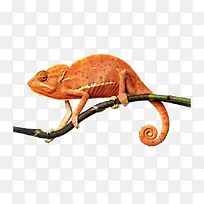 蜥蜴变色龙-空若网 蜥蜴变色龙-空若网