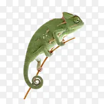 绿色野生动物蜥蜴-空若网 绿色野生动物蜥蜴-空若网