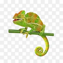 绿色树枝蜥蜴-空若网 绿色树枝蜥蜴-空若网