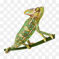 ��ɫ��ɫ��-������