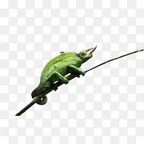 ����ſ����֦�ϵ�����-������