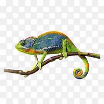 树枝上的蜥蜴-空若网 树枝上的蜥蜴-空若网