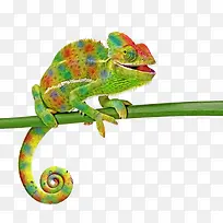 绿色树枝蜥蜴-空若网 绿色树枝蜥蜴-空若网