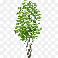 绿色植物树枝夏天叶子-空若网 绿色植物树枝夏天叶子-空若网