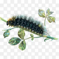 ��֦�ϵ�ëë��-������