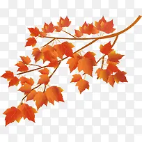 卡通枫叶矢量-空若网 卡通枫叶矢量-空若网