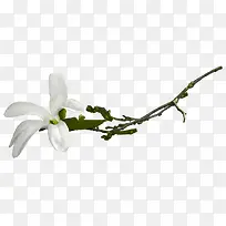 树枝-空若网 树枝-空若网