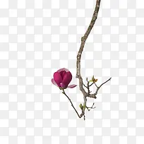 树枝-空若网 树枝-空若网