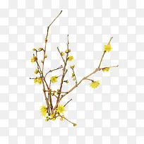 Ê÷Ö¦-¿ÕÈôÍø Ê÷Ö¦-¿ÕÈôÍø