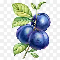 手绘李子-空若网 手绘李子-空若网