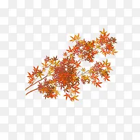 ��֦����ͨʸ���ز�-������