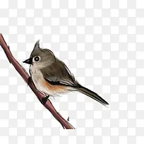 小鸟-空若网 小鸟-空若网