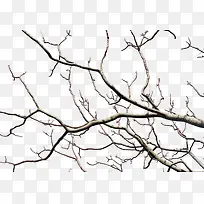 树枝-空若网 树枝-空若网