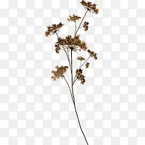 树枝-空若网 树枝-空若网