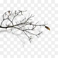 ��֦-������