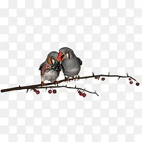 树枝上的两只小鸟-空若网 树枝上的两只小鸟-空若网