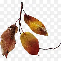 漂亮枯枝-空若网 漂亮枯枝-空若网