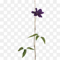 花-空若网 花-空若网