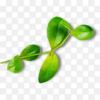 ¿¨Í¨ÂÌÉ«Ê÷Ö¦ËØ²Ä-¿ÕÈôÍø ¿¨Í¨ÂÌÉ«Ê÷Ö¦ËØ²Ä-¿ÕÈôÍø