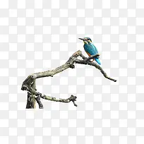 ��֦�ϵ���-������