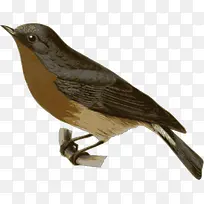 小巧的蜂鸟-空若网 小巧的蜂鸟-空若网