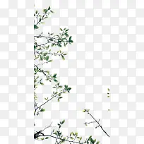 绿色树枝-空若网 绿色树枝-空若网