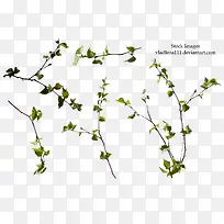 ����С������֦��Ҷ��ɫ-������