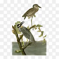 ��֦�ϵ���-������