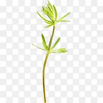 树丫-空若网 树丫-空若网