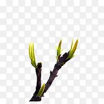 树丫-空若网 树丫-空若网