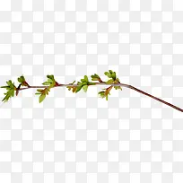 树枝-空若网 树枝-空若网