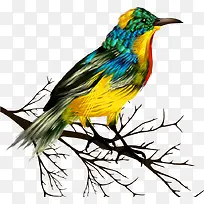 矢量树枝上的彩色小鸟-空若网 矢量树枝上的彩色小鸟-空若网