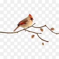 卡通小鸟-空若网 卡通小鸟-空若网