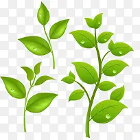 绿色树叶-空若网 绿色树叶-空若网