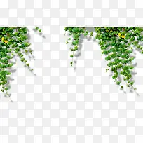 树叶-空若网 树叶-空若网