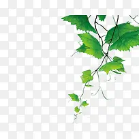 绿叶树枝边框装饰-空若网 绿叶树枝边框装饰-空若网