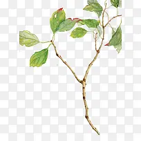 手绘树枝素材-空若网 手绘树枝素材-空若网