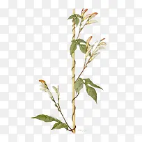 �ֻ���֦�ز�-������