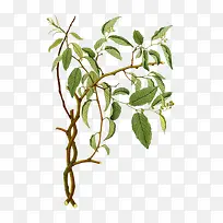 ¿¨Í¨Ð¡Ê÷-¿ÕÈôÍø ¿¨Í¨Ð¡Ê÷-¿ÕÈôÍø