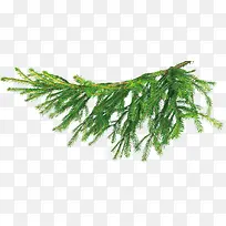 卡通树枝-空若网 卡通树枝-空若网