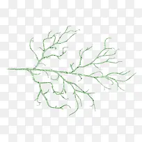 ֲ��֦��-������