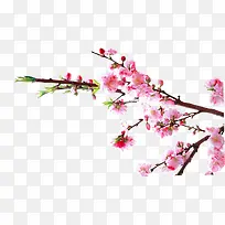 植物海报桃花树枝效果-空若网 植物海报桃花树枝效果-空若网