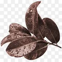 树枝树叶水珠-空若网 树枝树叶水珠-空若网