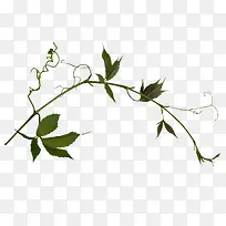 树枝-空若网 树枝-空若网