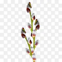 桃枝-空若网 桃枝-空若网