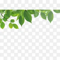 ÂÌɫҶ×Óµ×ÎÆ-¿ÕÈôÍø ÂÌɫҶ×Óµ×ÎÆ-¿ÕÈôÍø