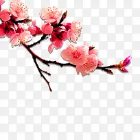 唯美桃花-空若网 唯美桃花-空若网