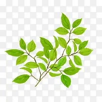 卡通树叶-空若网 卡通树叶-空若网