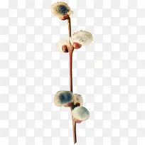 ��֦-������