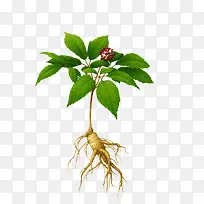 С����ֲ��������֦-������